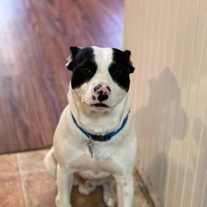 Meet your Posher, Nicholai